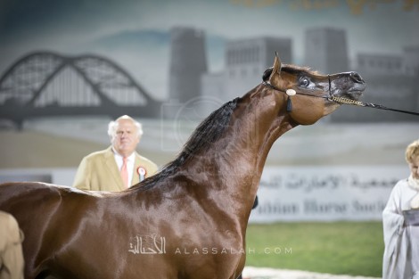 مقتطفات من بطولة ابوظبي الدولية ٢٠١٧ للخيول العربية
