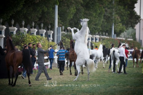مقتطفات صور لليوم الختامي من بطولة ابوظبي الدولية ٢٠١٧ لجمال الخيول العربية