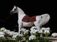 المرزوق: «أنساتا حجازي» أحدث تأثيراً في مسيرة الخيل العربية