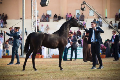 «الحماد» و«التويجري» و«سديم» و«الراجحية» و«العلوش» و«الايداء» ابطال «القصيم ٢٠١٧» لجمال الخيل العربية – النتائج النهائية
