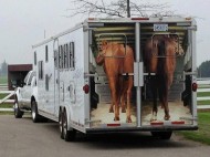 كيف تتأذى الخيول أثناء نقلها؟