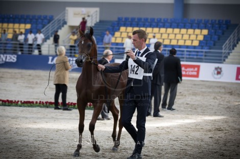 مقتطفات من مهرجان الشارقة الدولي الـ ١٨ للجواد العربي