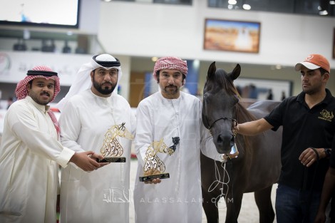 تواصل منافسات فئات مهرجان الشارقة الدولي للجواد العربي الـ18 في يومه الثاني – النتائج