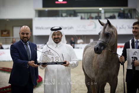 مقتطفات اليوم الختامي لمهرجان الشارقة الـ ١٨ للجواد العربي