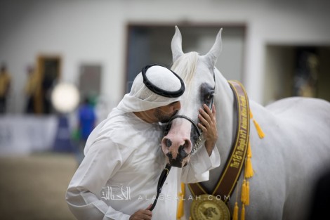 «البداير» و«البيداء» و«دبي» و«الأريام» أبطال ذهب (الشارقة الـ ١٨) للجواد العربي – النتائج النهائية بالصور