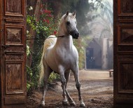 نادي سباقات الخيل العربية يؤكد أهمية الحفاظ على السلالات والاعتناء بها