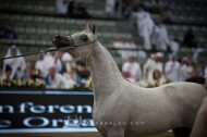 مقتطفات من اليوم الأول من بطولة قطر الدولية الـ ٢٦ لجمال الخيل العربية الأصيلة