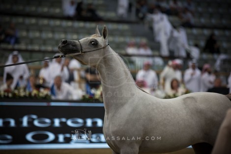 مقتطفات من اليوم الأول من بطولة قطر الدولية الـ ٢٦ لجمال الخيل العربية الأصيلة