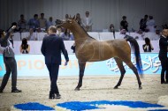 أرقى سلالات الخيول العربية تشارك في بطولة دبي للجواد العربي ٢٠١٧