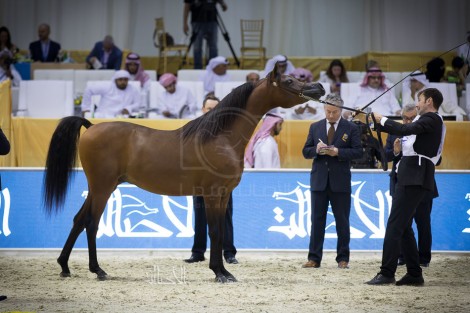 مقتطفات من اليوم الثاني من بطولة دبي ٢٠١٧ الدولية للجواد العربي