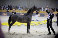 Dubai International Arabian Horse Show 2018 attracted over 220 horses from over 20 countries