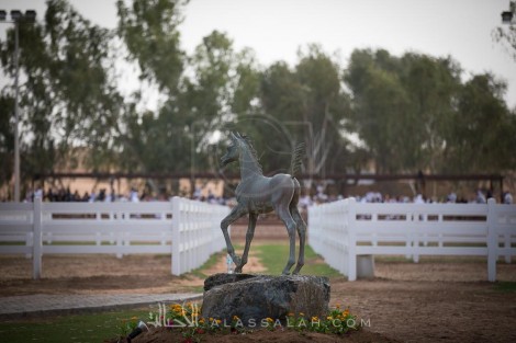 صور مقتطفة من اليوم المفتوح لمربط الزبير للخيل العربية الأصيلة ٢٠١٧