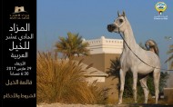 (بيت العرب) ينظم المزاد الـ11 للخيل العربية – قائمة الخيل المعروضة