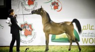اختتام البطولة الوطنية لجمعية الإمارات للخيول العربية ٢٠١٧ – النتائج النهائية