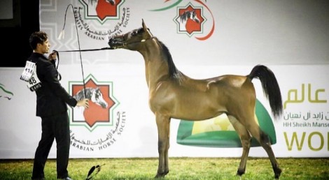 اختتام البطولة الوطنية لجمعية الإمارات للخيول العربية ٢٠١٧ – النتائج النهائية