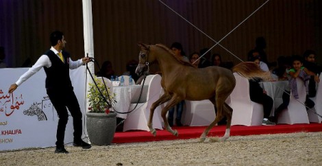 اختتام بطولة الشيخ فيصل بن حمد آل خليفة الرابعة لجمال الخيل العربية الأصيلة – النتائج النهائية