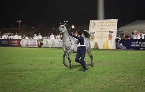 «عذبه» و«التنهاة» و«الخالدية» و«العرب» أبطال الذهب في (الأحساء الوطنية الثامنة) لجمال الخيل العربية – النتائج النهائية