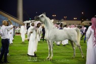 صور مقتطفة من بطولة (الأحساء الوطنية الثامنة) لجمال الخيل العربية .. بعدسة «التويجري» و «الغانم»