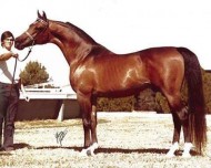 حكاية خيل: باسك الرهيب