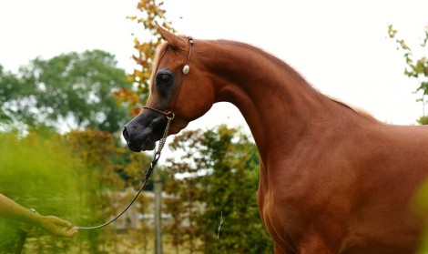 الملكة « ديلايتس ديفاه» تحقق ذهب الأفراس لمربط السيد بـ «كأس توليب 2017» لجمال الخيل العربية – النتائج النهائية