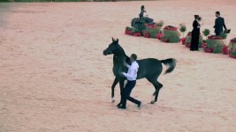 بالفيديو.. الخيول العربية الأصيلة تختال بجمالها في كوردستان