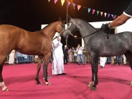 عروض جمال الخيل العربية الأصيلة في مهرجان ربيع مكة