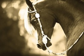 قصص عجيبة في صبر الخيل العربية