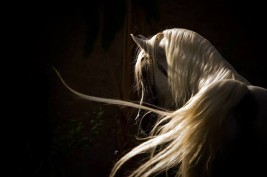 سياحة في حديث: ” صليتُ مع رسولِ اللهِ صلى الله عليه وسلم. فكنا إذا سلمنا …”