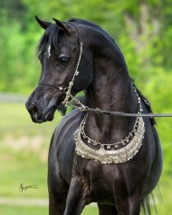 أدهم كالظلام محجل .. اللون الأسود في الخيل