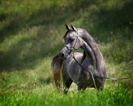 أشهب كشهاب رجم مُرسل.. اللون الأشهب او “الأشعل”