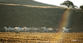 خيل في آية: (وَمَا أَفَاءَ اللَّهُ عَلَى رَسُولِهِ مِنْهُمْ فَمَا أَوْجَفْتُمْ عَلَيْهِ مِنْ خَيْلٍ وَلَا رِكَابٍ…)