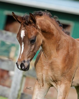 هل الحيوانات تسبح الله؟