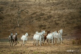 خيلٌ في آية: (وَالْعَادِيَاتِ ضَبْحًا)