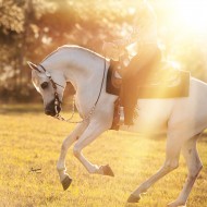دراسة: ركوب الخيل يساعد على تخطي السكتة الدماغية