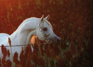 خيل في آية: (وَالْخَيْلَ وَالْبِغَالَ وَالْحَمِيرَ لِتَرْكَبُوهَا وَزِينَةً وَيَخْلُقُ مَا لَا تَعْلَمُونَ)