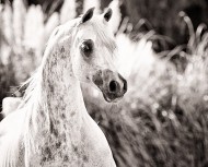 خيلٌ في آية: (زُيِّنَ لِلنَّاسِ حُبُّ الشَّهَوَاتِ مِنَ النِّسَاءِ وَالْبَنِينَ وَالْقَنَاطِيرِ الْمُقَنْطَرَةِ مِنَ الذَّهَبِ وَالْفِضَّةِ وَالْخَيْلِ الْمُسَوَّمَةِ…)
