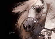 سياحة في حديث: (رأيتُ رسولَ اللهِ صلَّى اللهُ عليه وسلَّمَ يلوي ناصيةَ فرسٍ…)