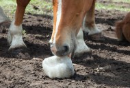 الملح للخيول مع ارتفاع درجات الحرارة