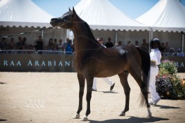 وادي الشقب.. ذهب منتون ٢٠١٧ بالإجماع وافضل رأس