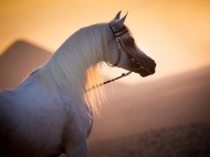 توجيهات رئاسية في مصر بإنشاء مدينة عالمية لإنتاج وتطوير الخيول العربية