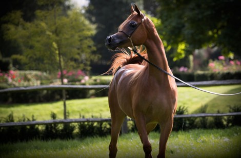 «السيد» و«دبي» و«الشقب» أبطال (ويست كوست 2017) لجمال الخيل العربية – النتائج النهائية