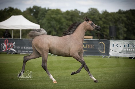انطلاق بطولة العالم لمنظمة الجواد العربي (شانتلي) 2017 بفرنسا – نتائج فئات اليوم الأول