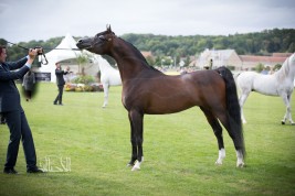 «الجواد العربي» المستبعدة من تنظيم بطولة للمربين السعوديين .. تنجح في إقامة بطولة العالم بفرنسا وبطولة للمربين الأوربيين!