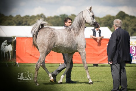 صور مقتطفة من بطولة المربين الأوربين لمنظمة الجواد العربي شانتلي ٢٠١٧