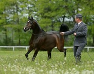 مزاد فخر بولندا 2017.. بلبلة وضوضاء أم تصحيح للأخطاء!؟