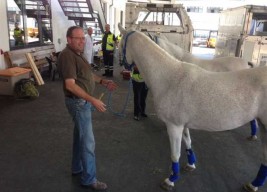 مصداقاً لما تفردت به (الأصالة) مسبقاً .. رفع حظر تصدير الخيول العربية من مصر جزئيا
