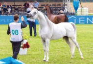 في حضور خالد بن سلطان.. بولندا تشهد بطولة الخالدية الأوربي لجمال الخيل