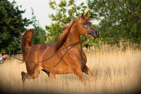 (السيد) و(المعود) و(الإمارات) أبطال بريطانيا الدولية (أدينغتون 2017) – النتائج النهائية