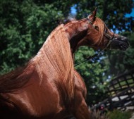 المصور: «سعد السعدي» مبدع سعودي ناشئ بذائقة عالمية في تصوير الخيل العربية