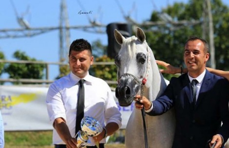 (الريان) و(الشقب) و(دبي) أبطال (بيرغامو الدولية 2017) لجمال الخيل العربية بإيطاليا – النتائج النهائية